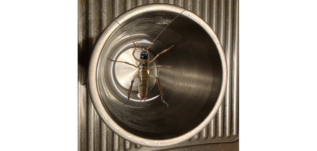 Weta water...