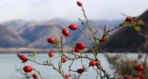 A2O Cycle Road Trip 10–Lake Ohau highlights