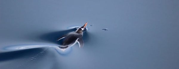 Finding Lockie | Antarctic Mission Log 07