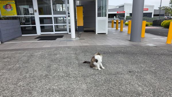 Sometimes 'the cat' is...
