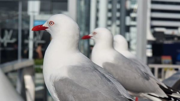 There's no such thing as a Seagull