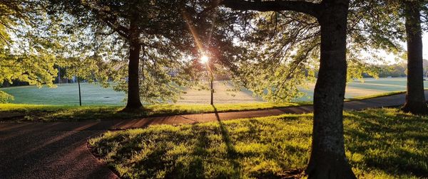 Parrs Park at sunrise, light filtering through trees