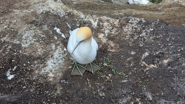 The 'kiwi' gannet on Radiolab