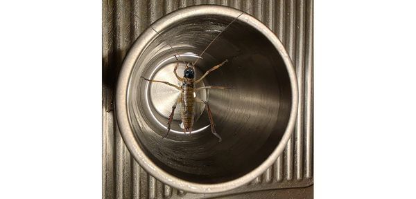 Weta water...