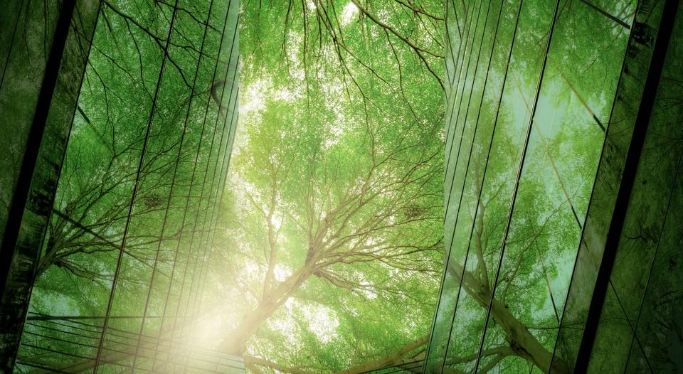 🌳 Enviro Futures #3