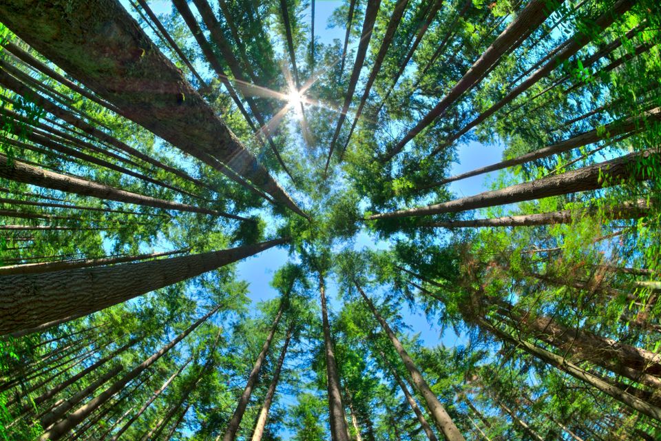 🌳 Enviro Futures #2