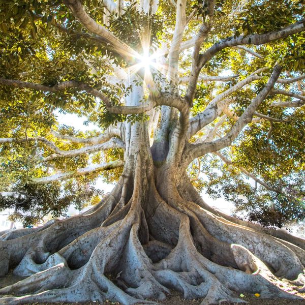 La geometria della Coscienza