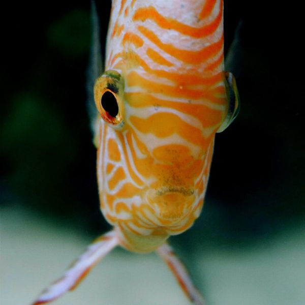 Se un pesce potesse parlare