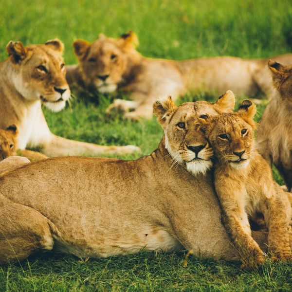 Trova le differenze! La postura dell’essere umano e la forma dei mammiferi