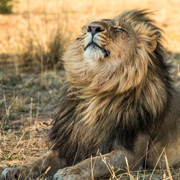 Gli altri mammiferi non lo fanno