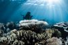 Ningaloo and Great Barrier Reefs bleach in unison for the first time