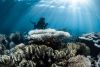 Off-the-charts marine heat severely damages Ningaloo and other pristine coral reefs