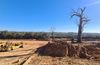 WA government investigating if one dead tree could halt Alcoa's mining