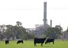 Cattle grazing near Alcoa's Wagerup alumina refinery in WA. 