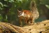 A numbat, the striped fauna suymbol of WA, walks along a long. US miner Alcoa admits destroying known habitat of this endangered species. 