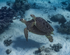 Two endangered green turtles smimming near Scott Reef.