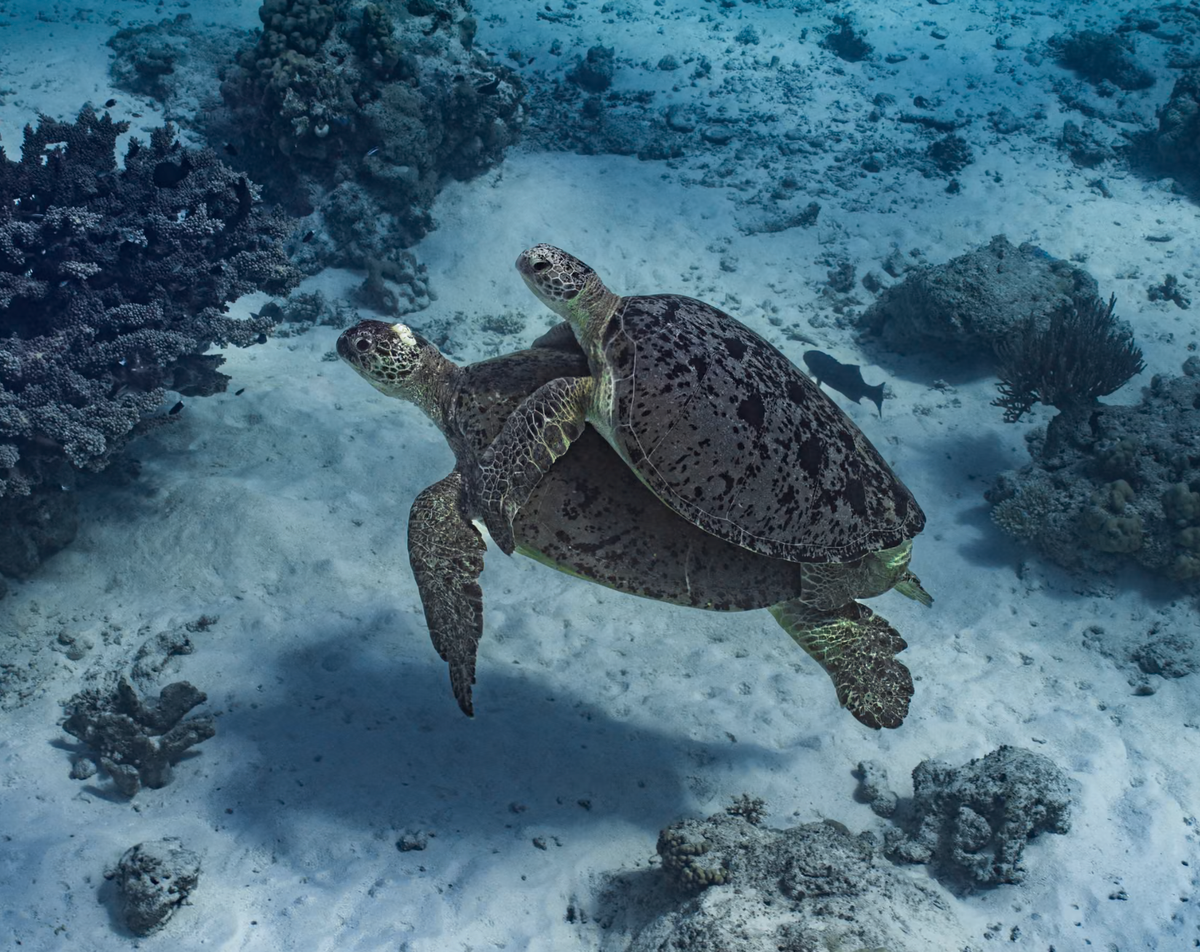 Endangered turtles and ‘exceptional' coral at risk from Woodside's gas drilling in WA, watchdog says