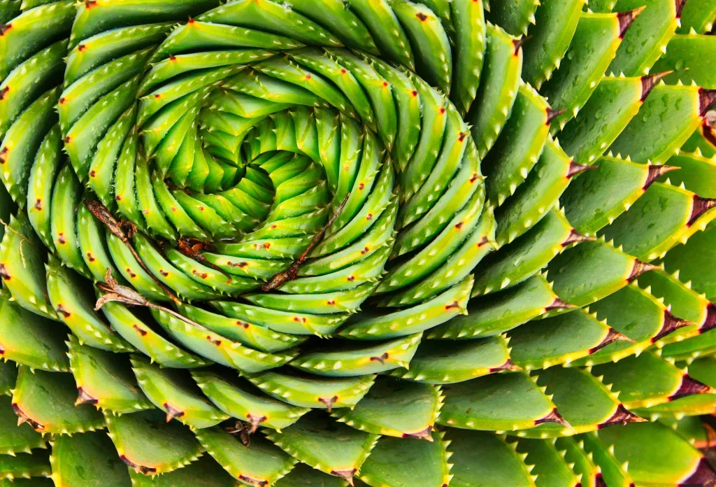 are prevalent in nature and the brain's own structure and function, leading to easier processing and potentially positive emotional responses