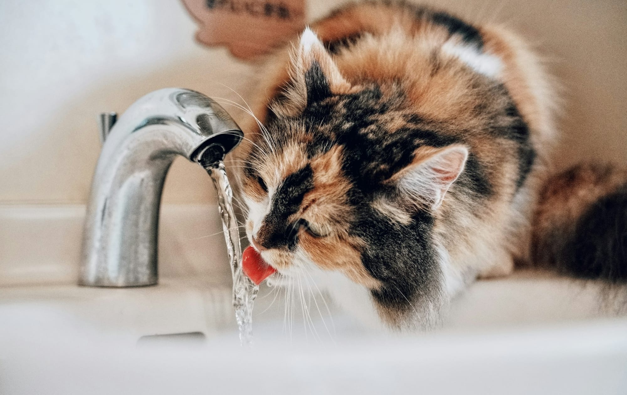 A longhaired calico cat drinks water from a bathroom faucet.
