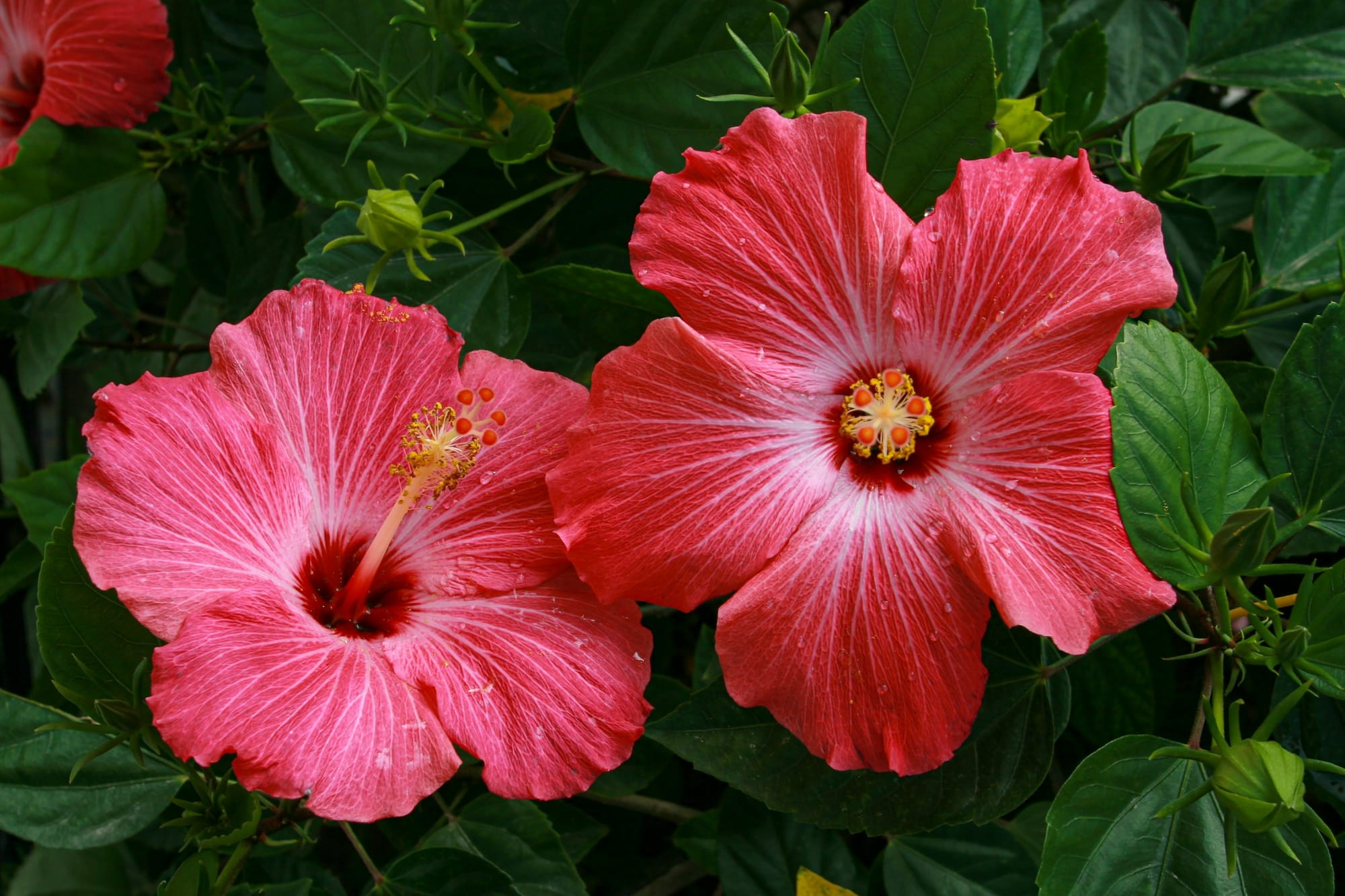 A pair of glorious pale red hibiscus blooms on a background of dark green foliage.