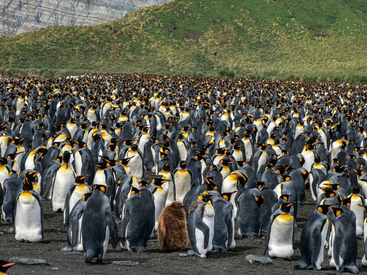 An enormous crowd of king penguins
