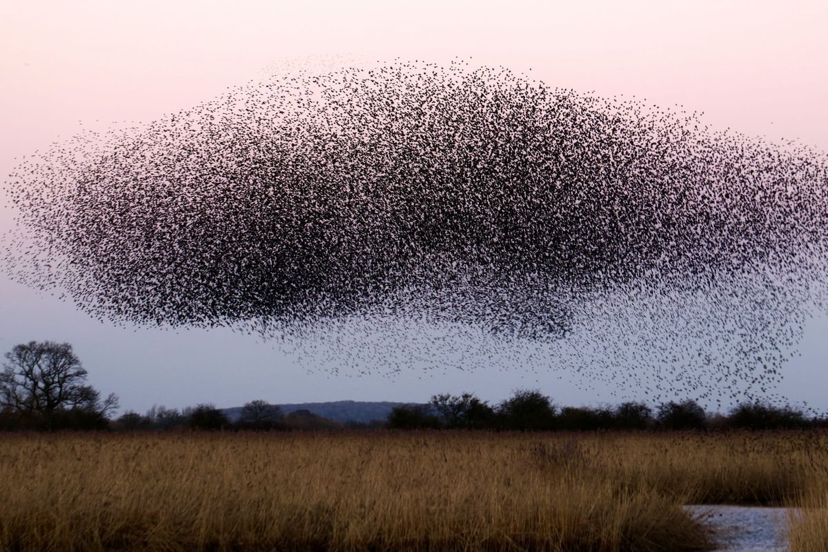 A massive flock of starlings forms a giant whale-like shape in the sky.