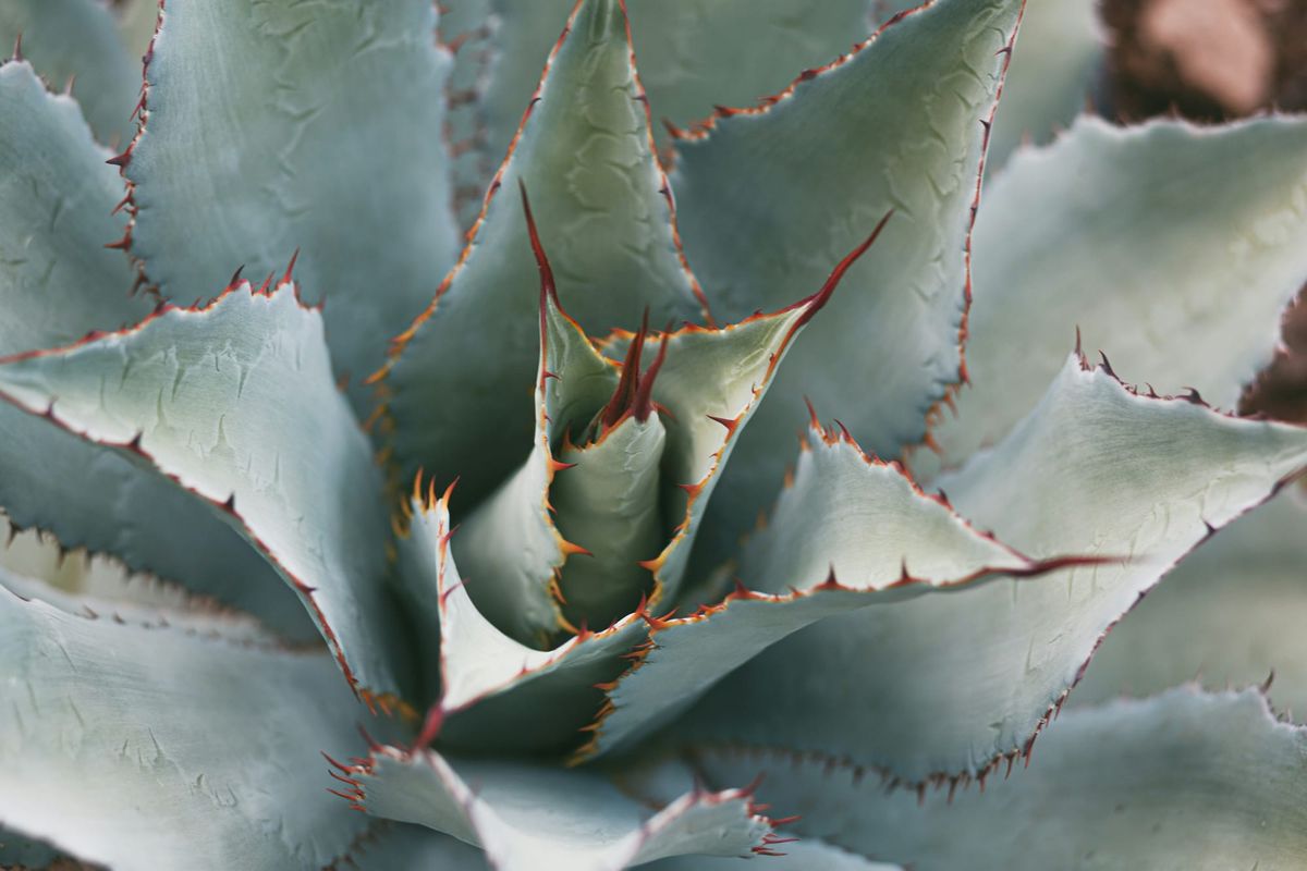 Close-up shot of an agave plant (from which tequila is made, in Jalisco where I live), focusing on the spiny, prickly edges.