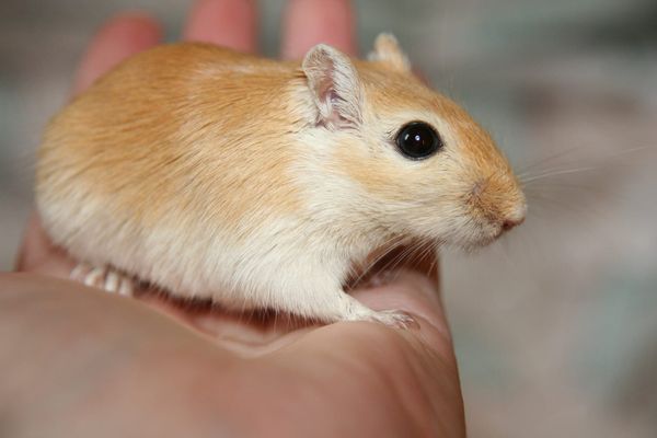 Close-up of an apricot-and-cream gerbil standing on a human hand, looking directly at the camera with one large black eye.