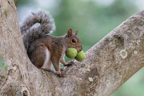 A grey squirrel in the fork of a tree branch holds two green nuts in its mouth.