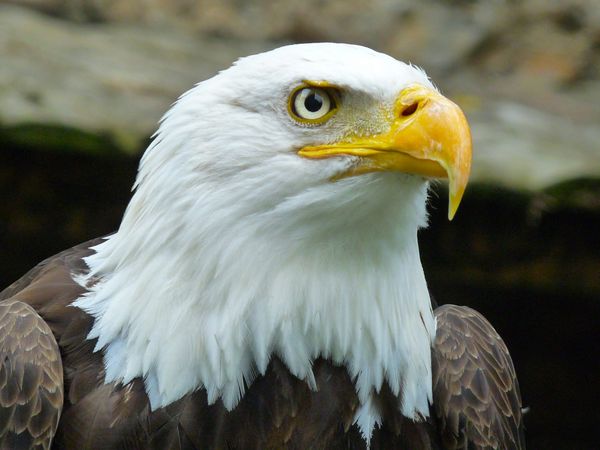 Close shot of a bald eagle’s head.