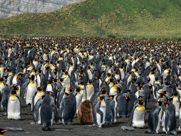 An enormous crowd of king penguins