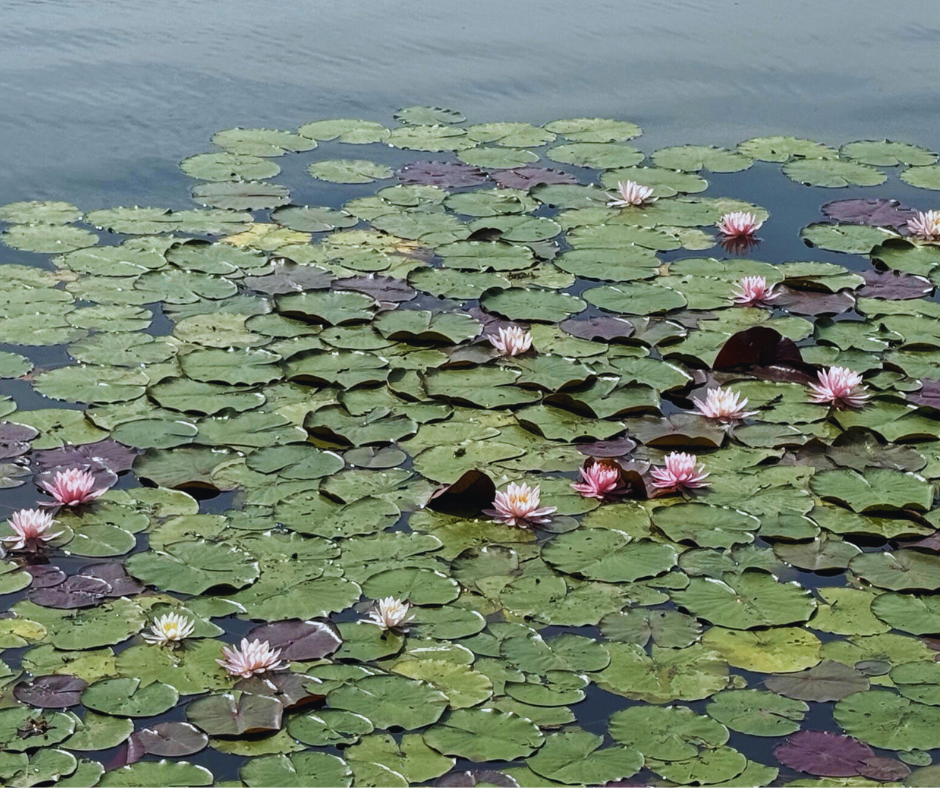 𝗟𝗼𝘁𝘂𝘀 𝗟𝗲𝗮𝗱𝗲𝗿𝘀𝗵𝗶𝗽: 𝗚𝗿𝗼𝘄𝘁𝗵 𝗳𝗿𝗼𝗺 𝘁𝗵𝗲 𝗠𝘂𝗱