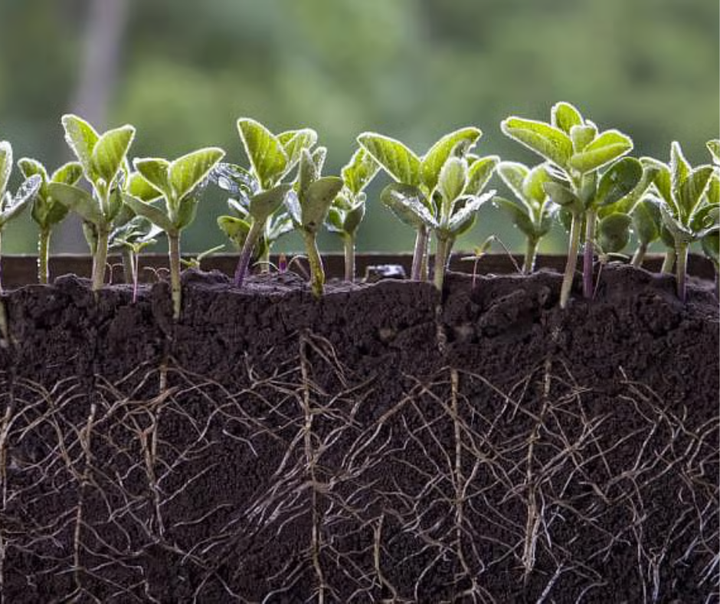 🌾 𝗥𝗲𝗰𝗼𝗴𝗻𝗶𝘇𝗶𝗻𝗴 𝗚𝗿𝗼𝘄𝘁𝗵 𝗕𝗲𝗹𝗼𝘄 𝘁𝗵𝗲 𝗦𝘂𝗿𝗳𝗮𝗰𝗲