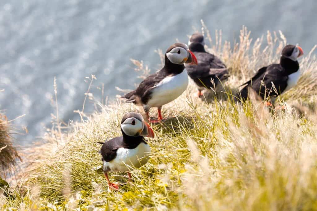 Four Puffins On Cliff Edge Bempton North Yorkshire England Near Scarborough