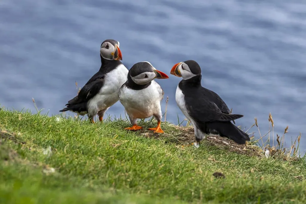 Three Flamborough Puffins On Cliff Edge Near Scarborough North Yorkshire England