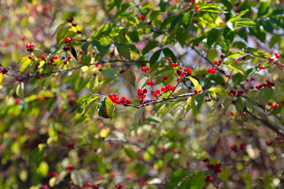 bright red berries in focus with the rest of the tree in soft focus