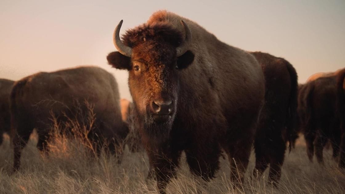 A large imposing buffalo bull stands among grasslands at sunset with other buffalo in the background.