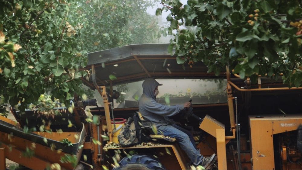 A farmer in blue coveralls sits in a truck moving through a pistachio orchard.