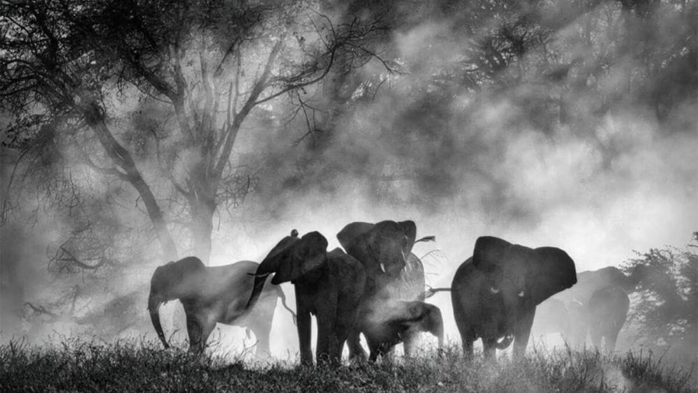 Elephants in black and white as light filters through the trees.