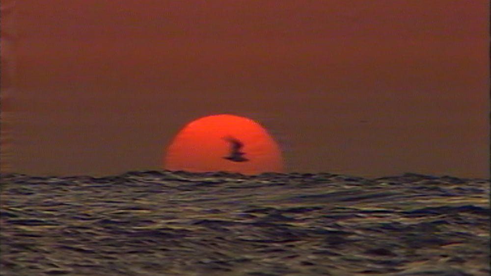 A red sun setting over the water as a bird flies past in silhouette.