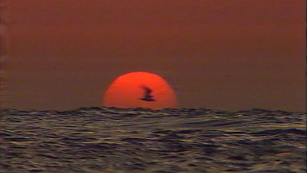 A red sun setting over the water as a bird flies past in silhouette.