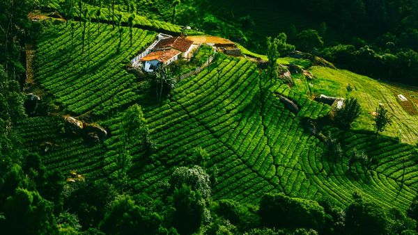 Things Nobody Told Me about Visiting Ooty — What I Learned in Tamil Nadu