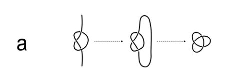 Drawing of an overhand knot, which then has its two loose ends brought together and then is "tightened" to make a trefoil