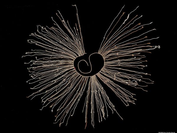 An Underrecognized Doctoral Thesis on Inka Khipus: Antonia Molina Muntó, 1975