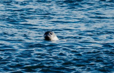 Wildtiere: Deutschland, Schweiz und Polen schicken dich auf  Wintersafari