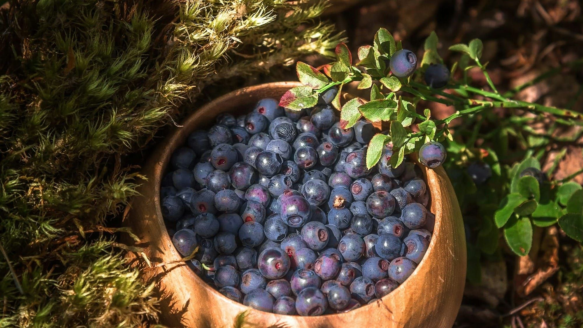 The $3 Berry That Feeds an Aging Brain