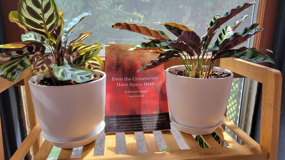 The book Even the Cemeteries Have Space Here, nestled on a sunny shelf between two plants.