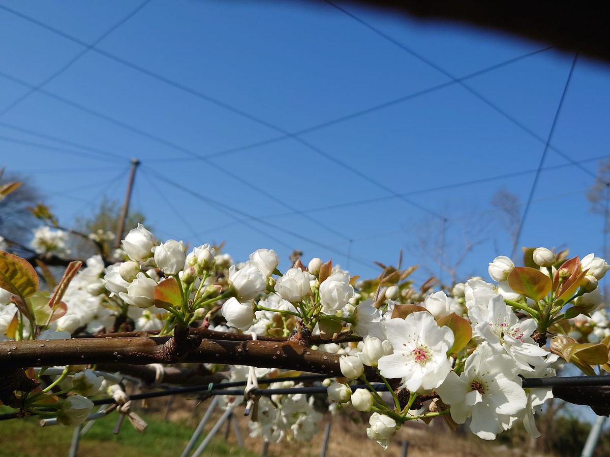 梨の蕾が、ほどけていく。