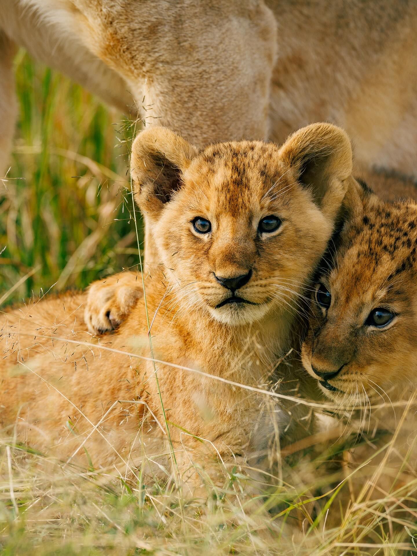 8 African Nature and Wildlife Photographers
