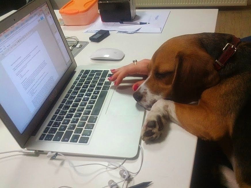 Sorting through CVs with two kids and Molly the dog